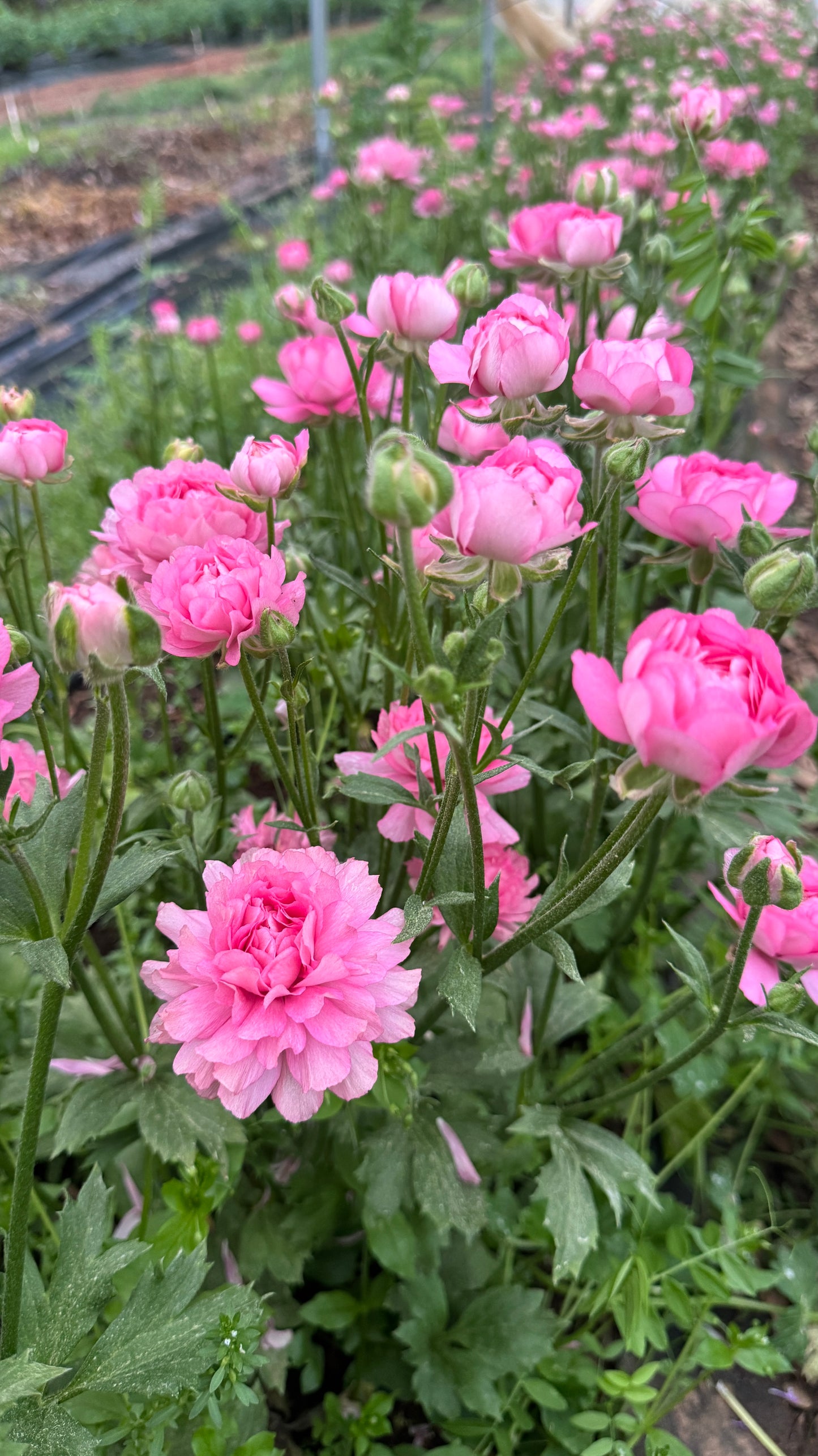 Moderna Ranunculus - Dolce