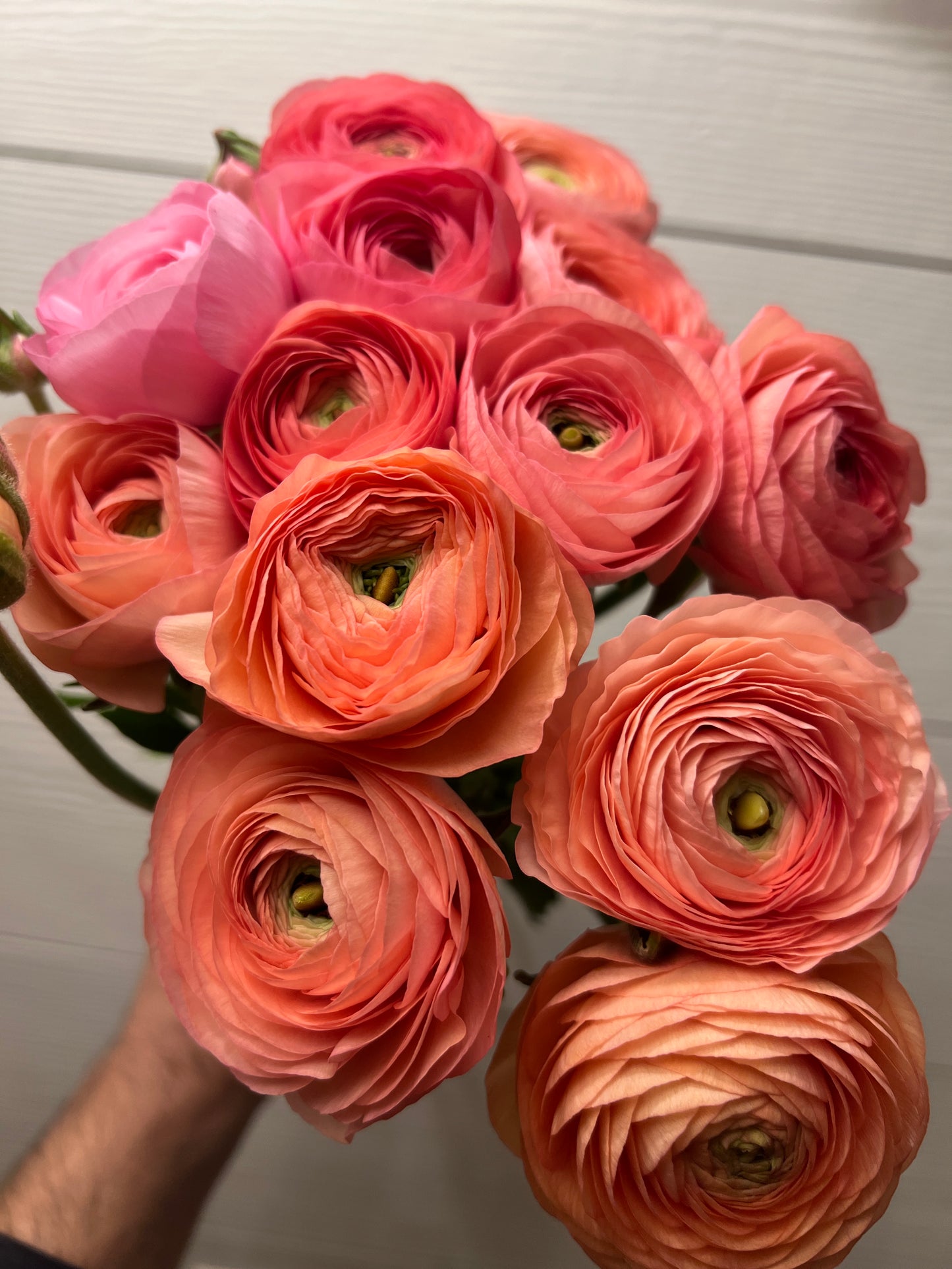 Ranunculus- Salmon Mix