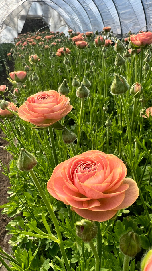 Ranunculus- NoHant (wk10)