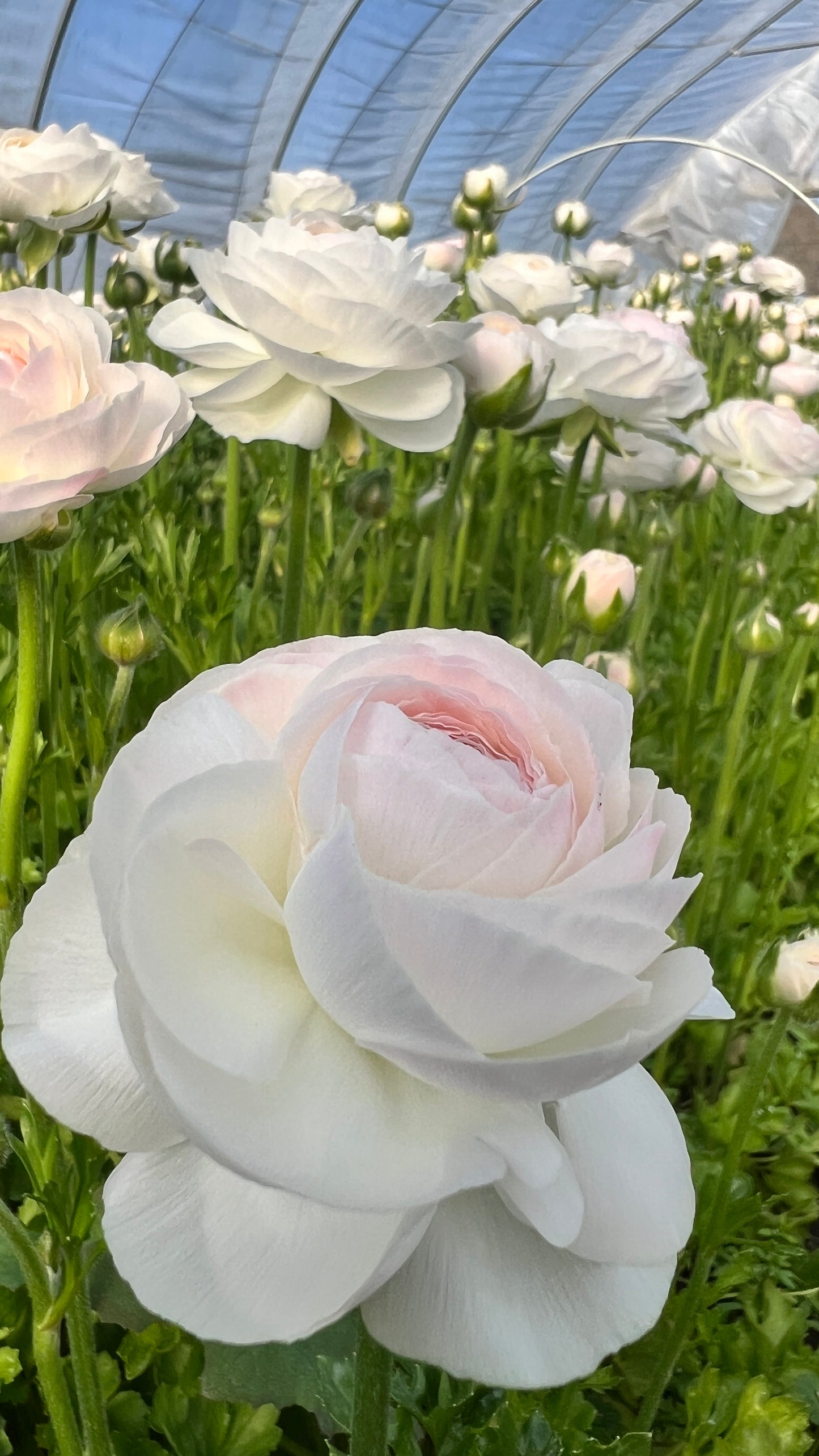 Ranunculus- Corchevel (wk10)