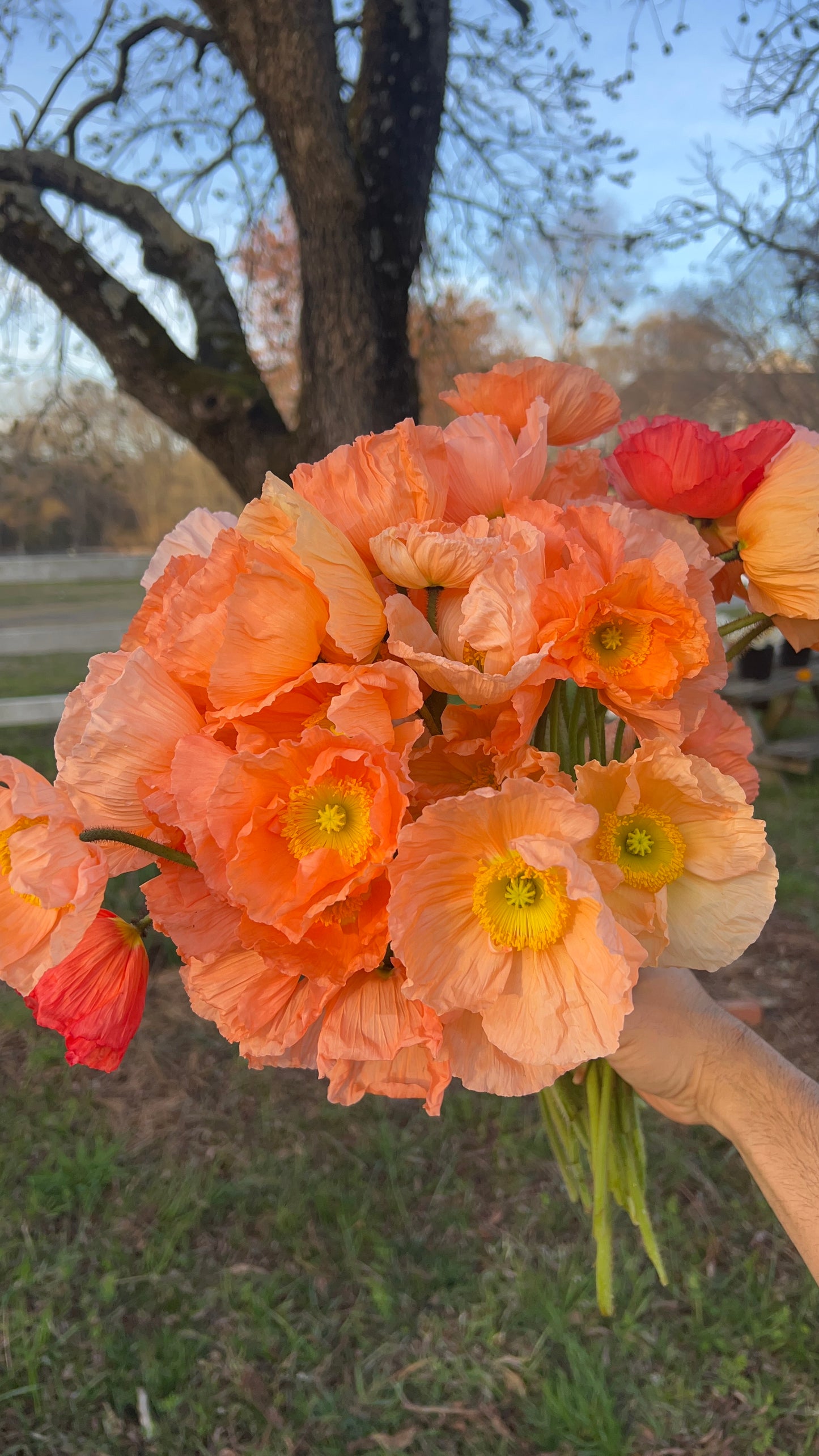 Italian Poppy- Pastel Shades (wk15)