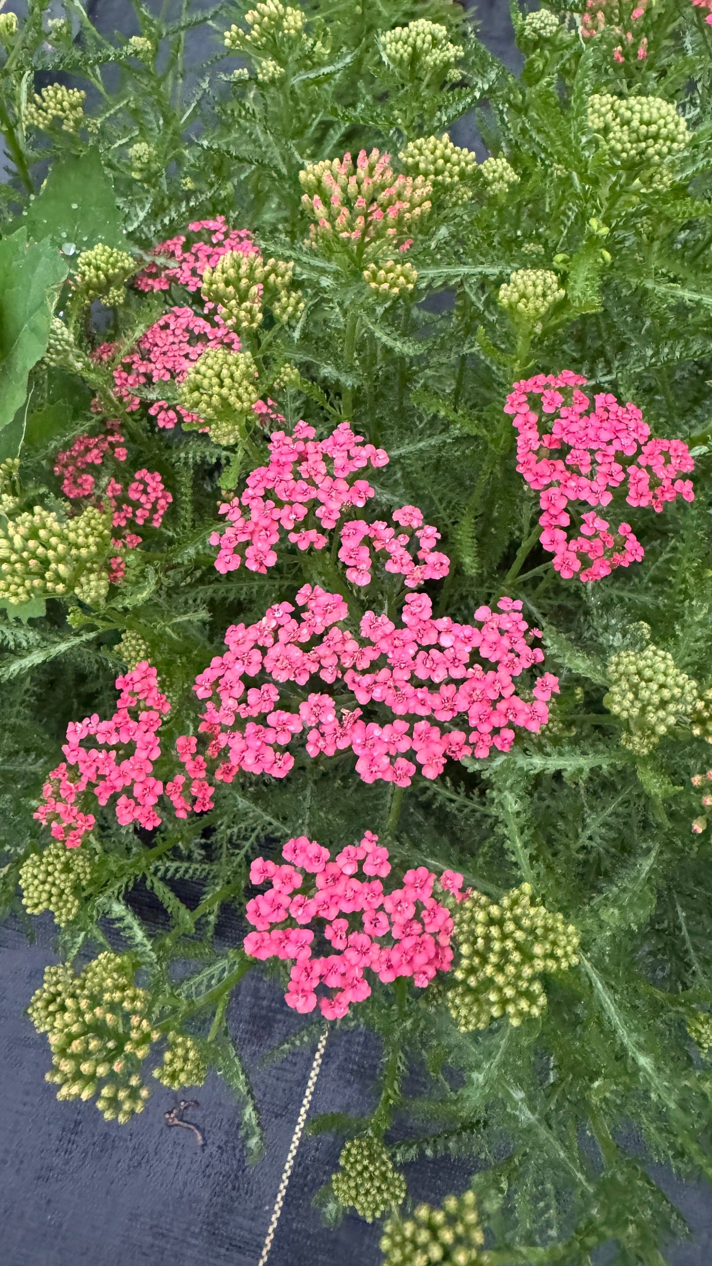 Yarrow-Apricot Delight