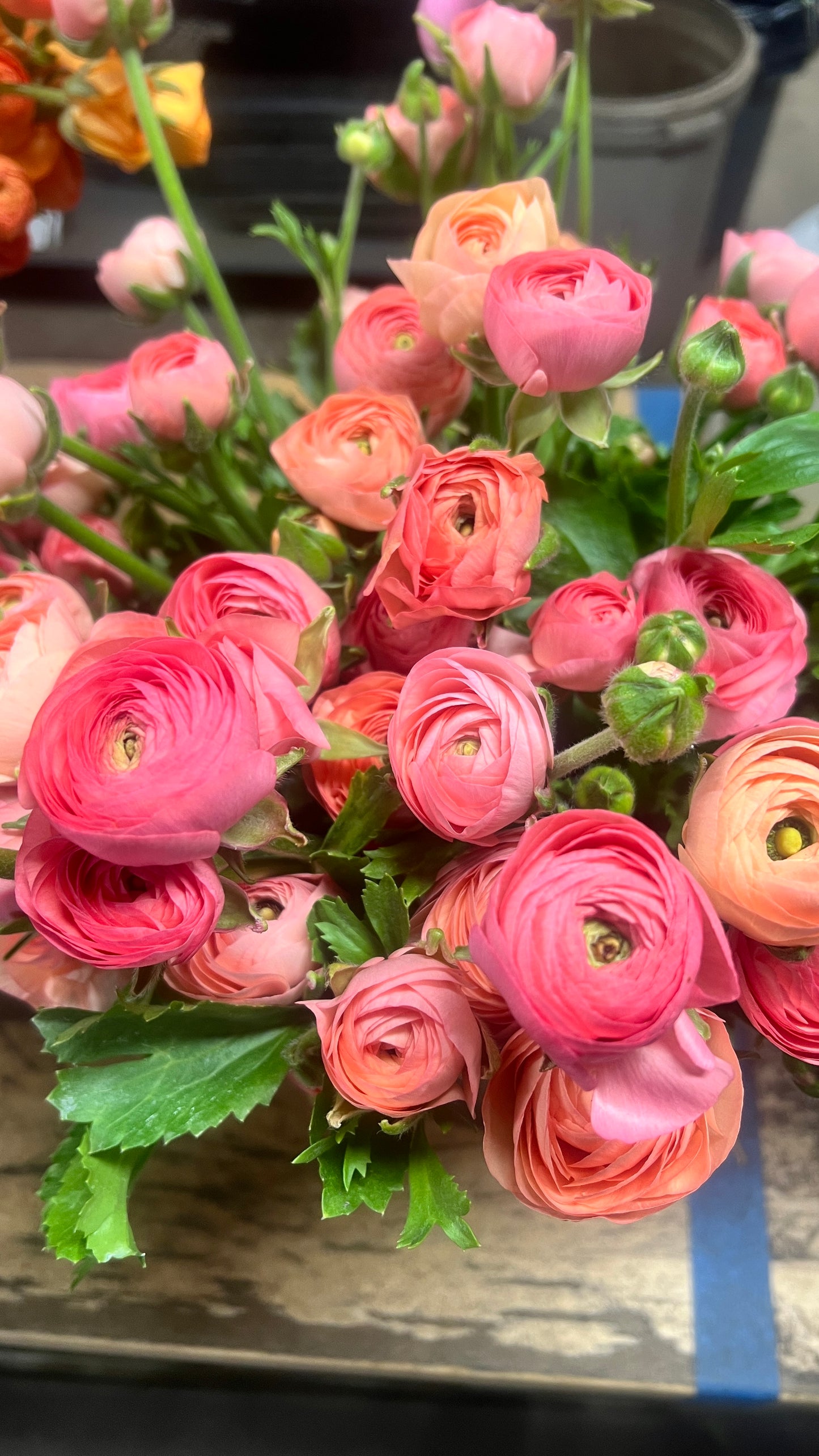 Ranunculus- Salmon Mix