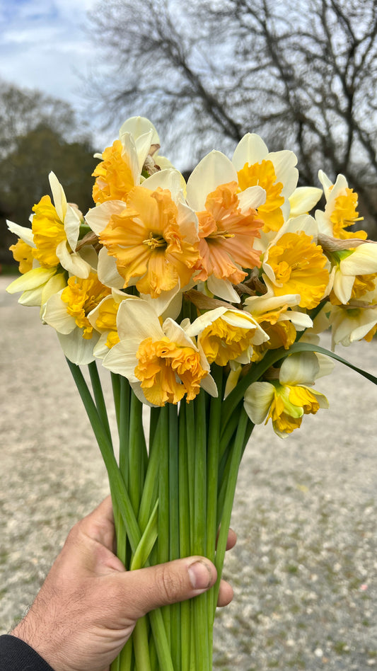 Daffodil- Mammoth Mountain (wk11)