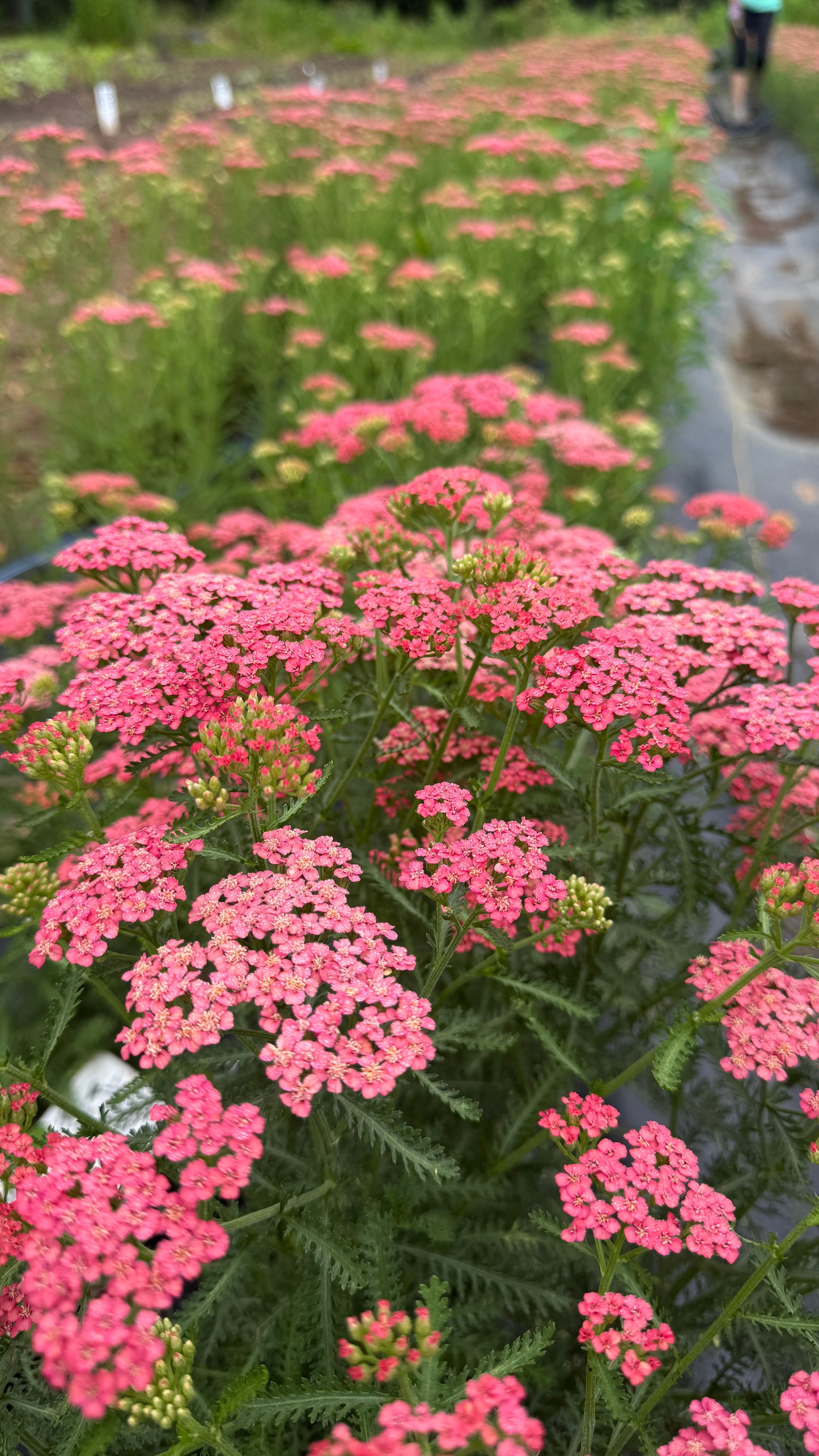 Yarrow-Apricot Delight
