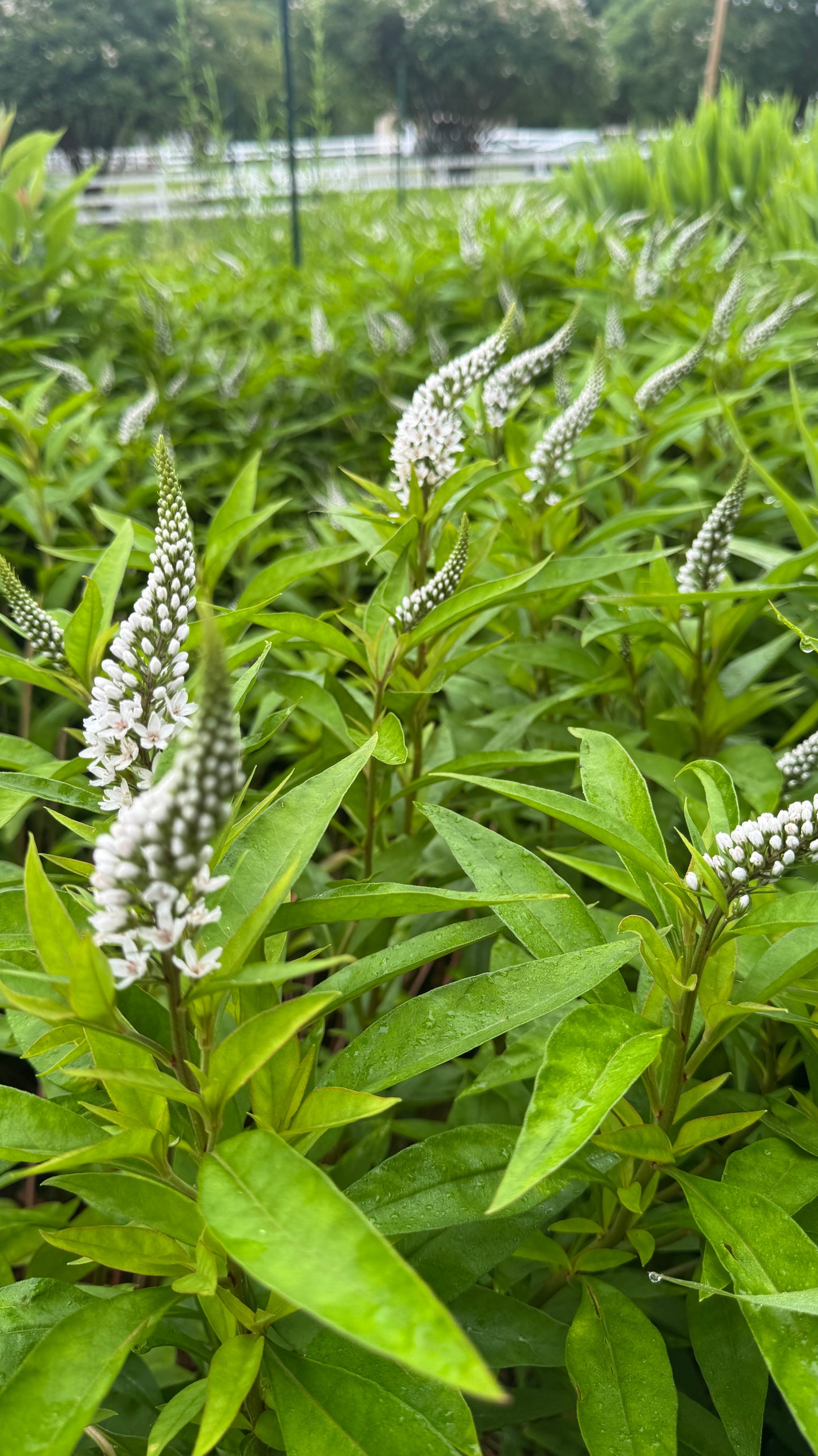 Gooseneck Loosestrife