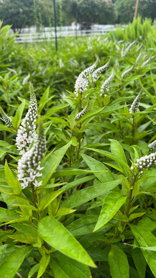 Gooseneck Loosestrife