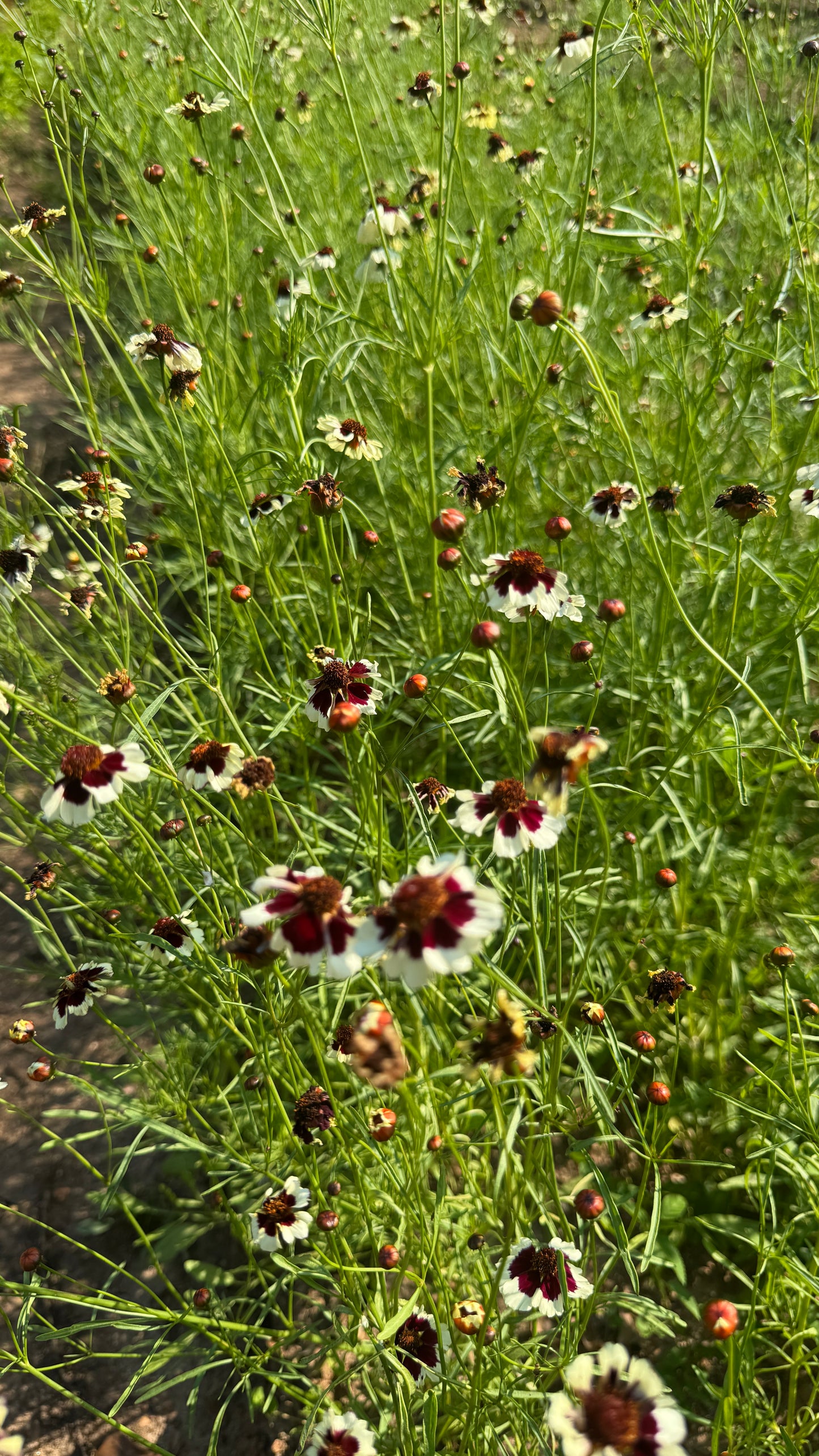 Coreopsis