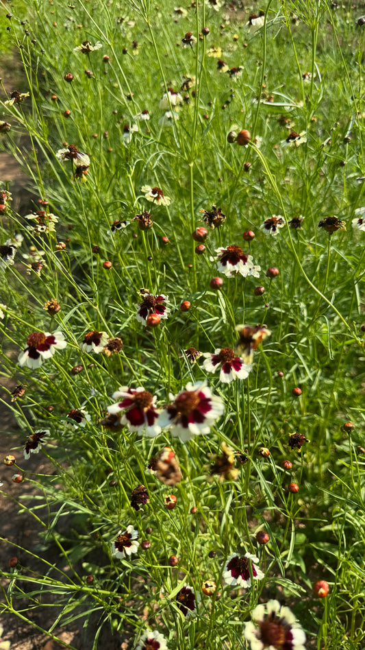 Coreopsis (wk29)