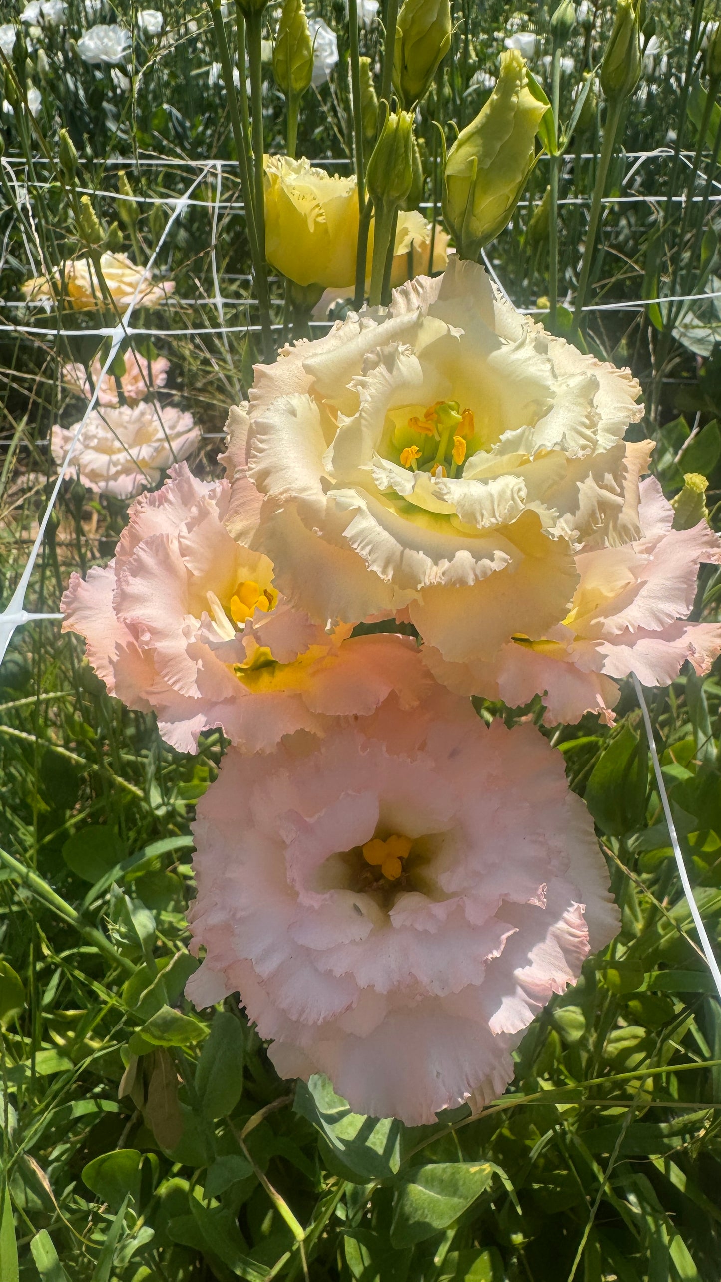 Lisianthus- Voyage Champagne