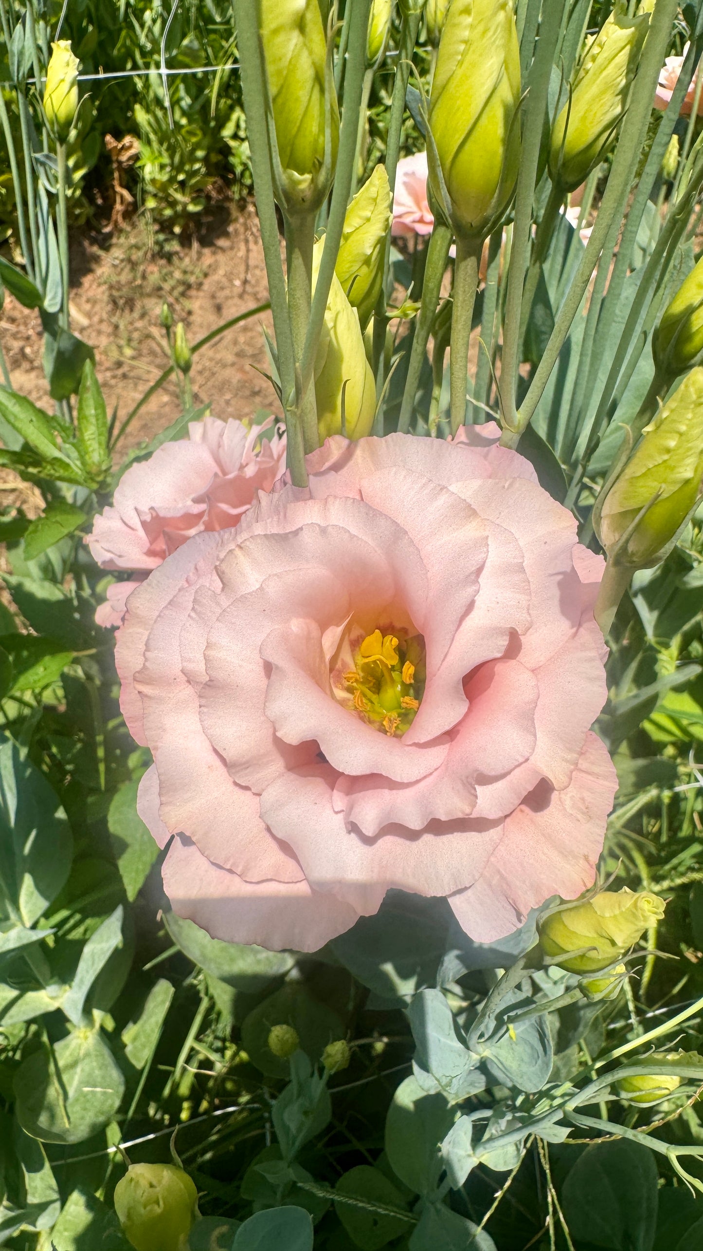 Lisianthus- Arena Apricot