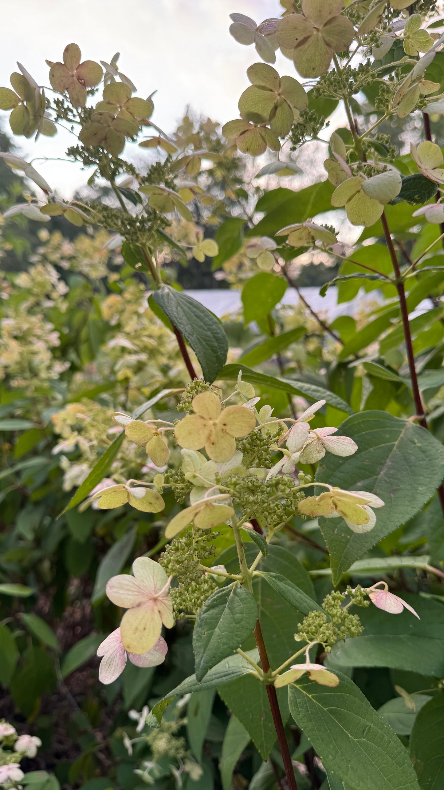 Hydrangea- Antiqued Lacecap