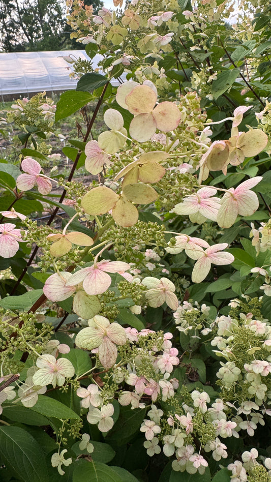 Hydrangea- Antiqued Lacecap