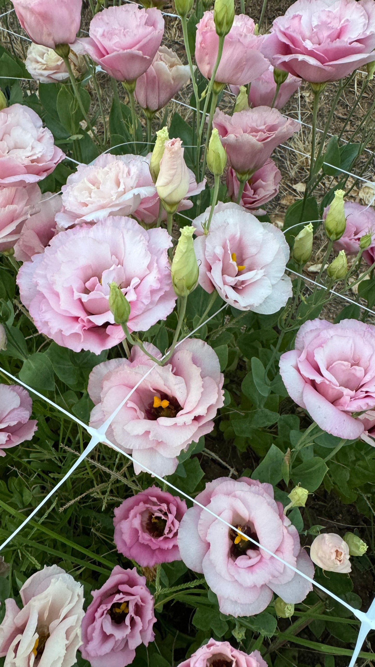 Lisianthus- Rose Pink