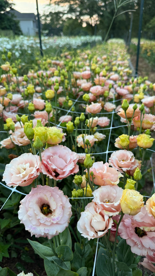 Lisianthus- Sabrina Orange