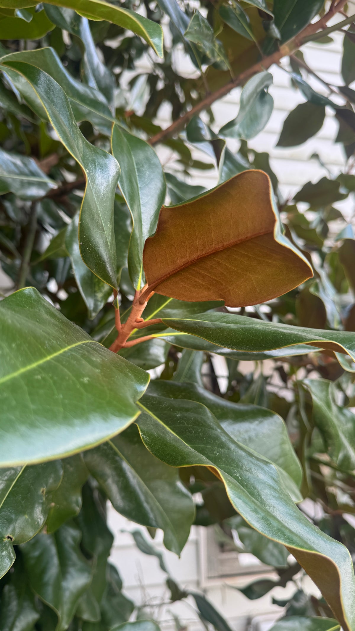 Magnolia- Little Leaves