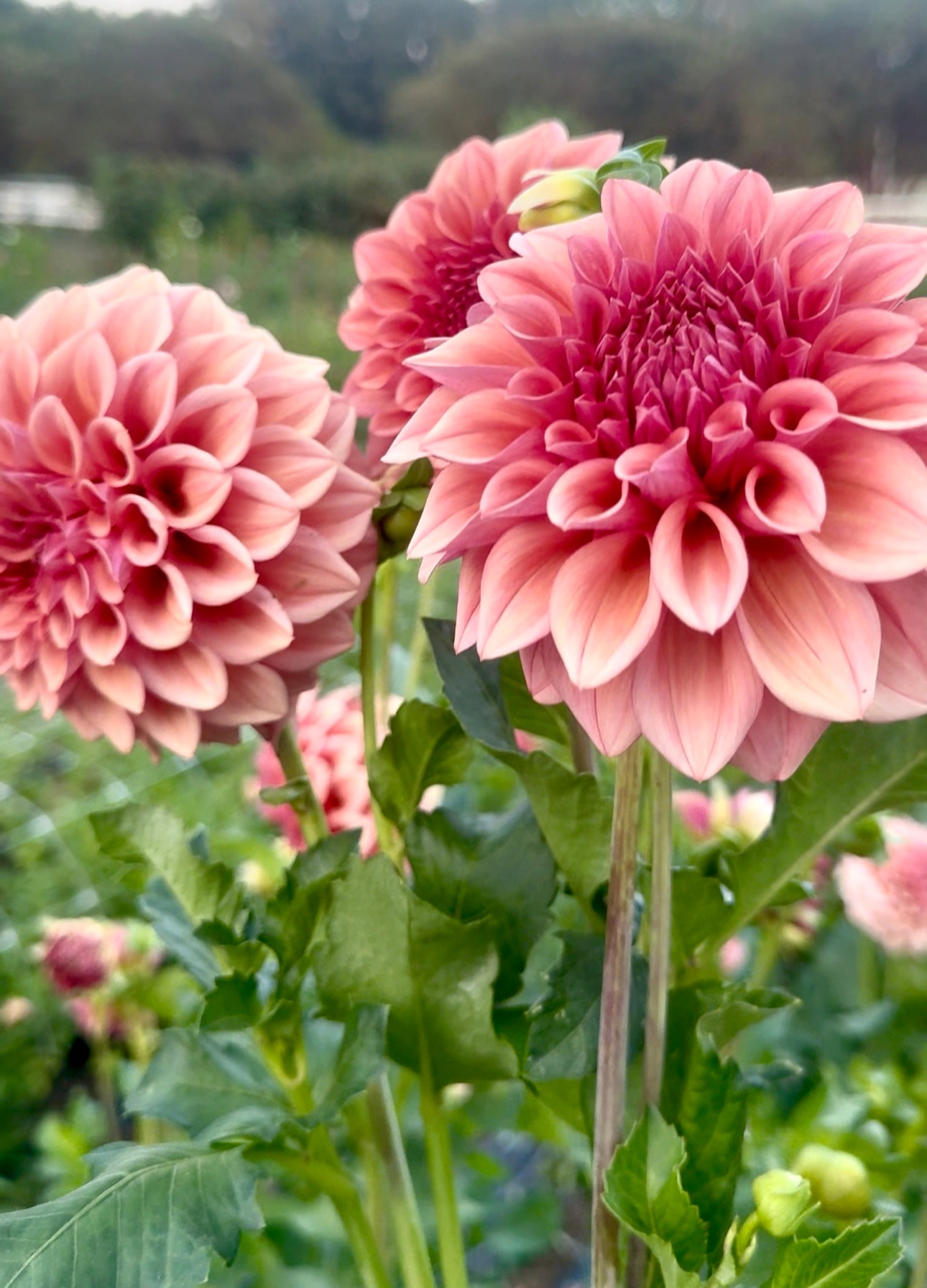 Dahlia- Globe (wk26)