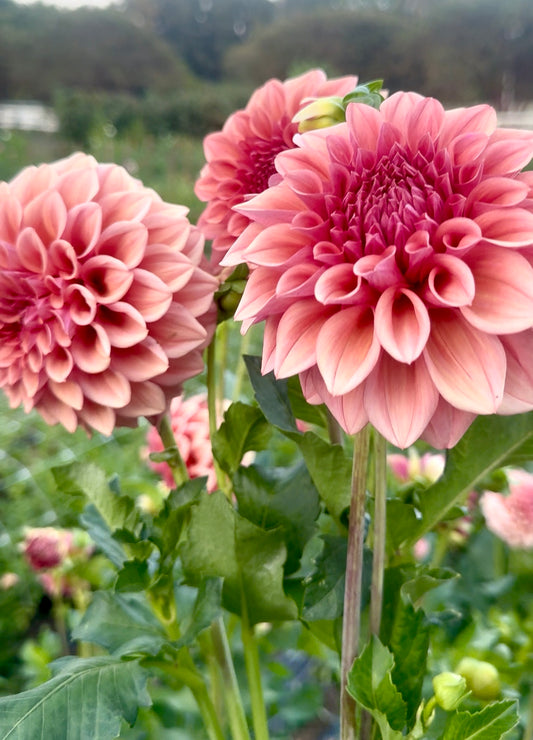Dahlia- Globe (wk32)