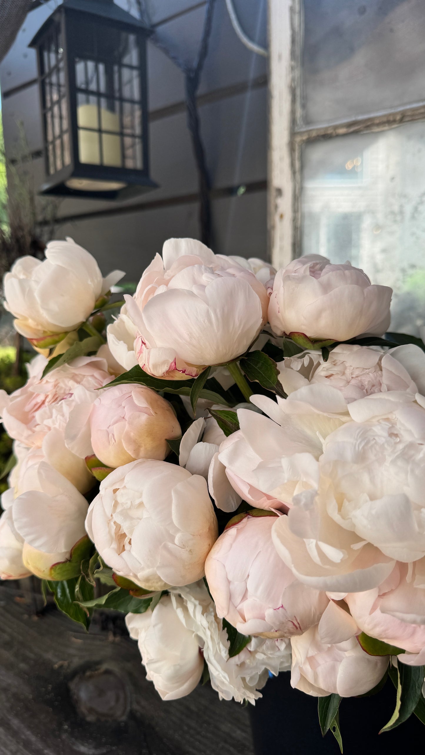 Peony-Festiva Maxima 5 stems