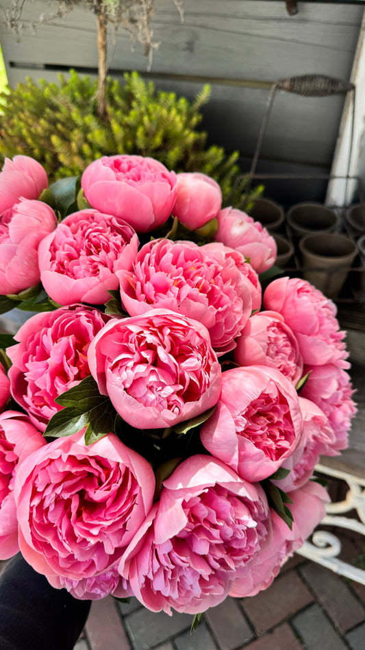 Peony- Etched Salmon 5 stems