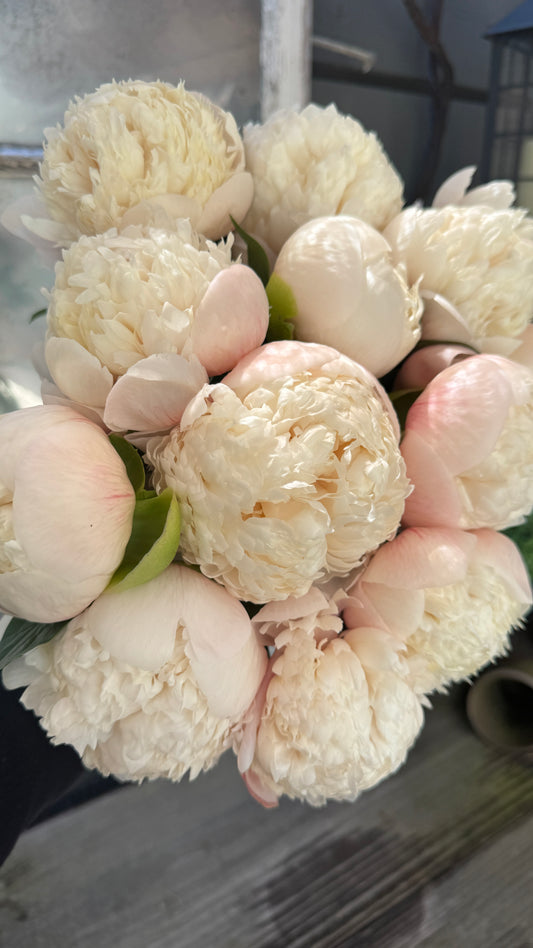 Peony- Colonel Owens Cousin 5 stems