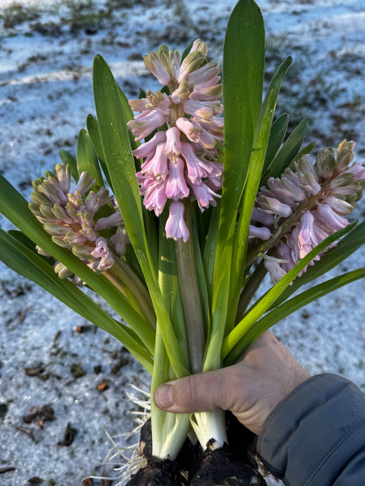 Hyacinth- Pink 10" height