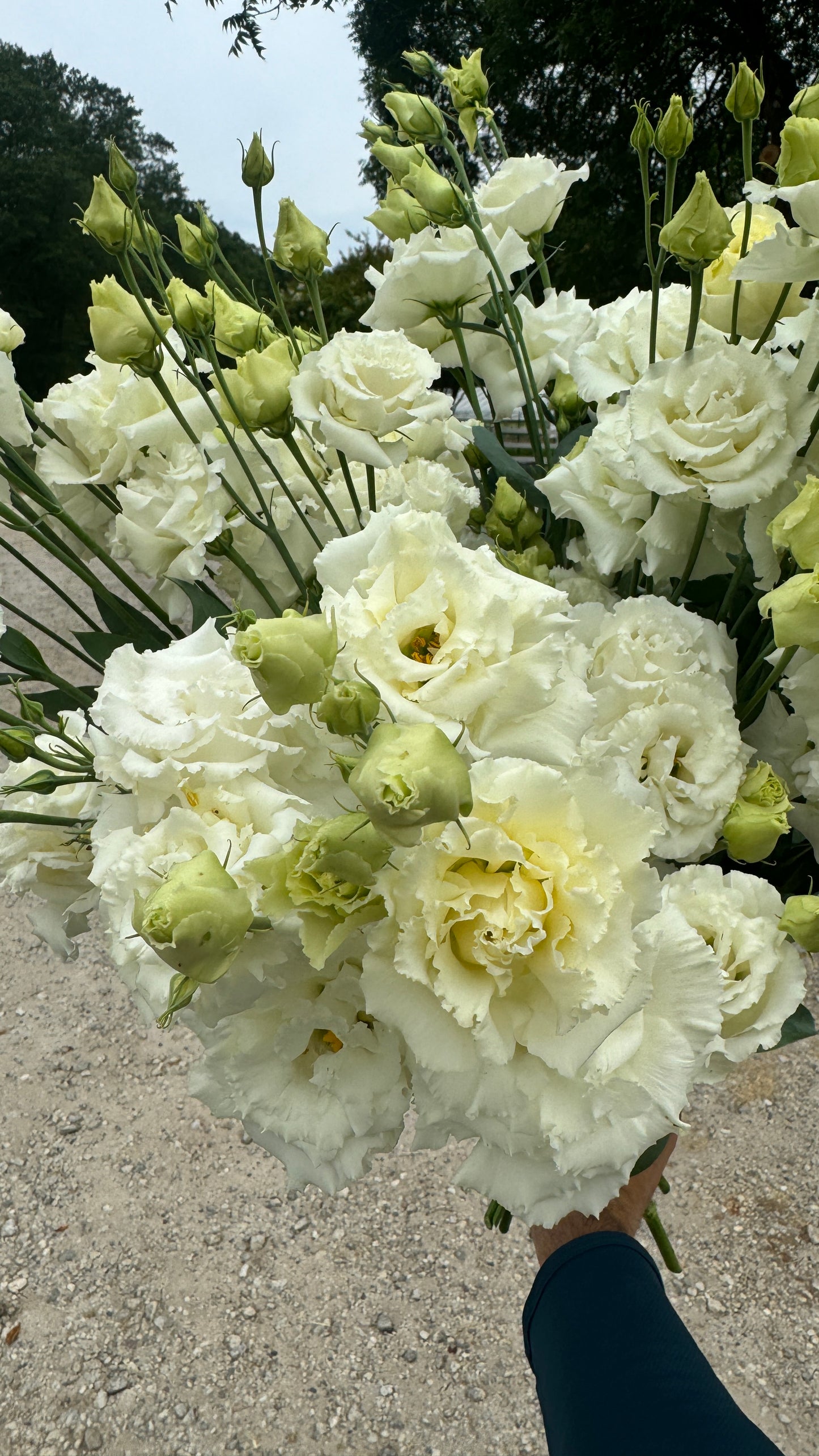Lisianthus- White Ruffles