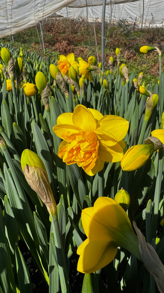 Daffodil- Double Yellow (wk11)