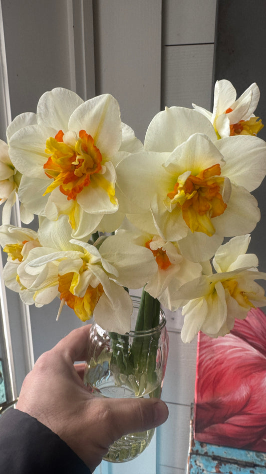 Daffodil- Borderlight
