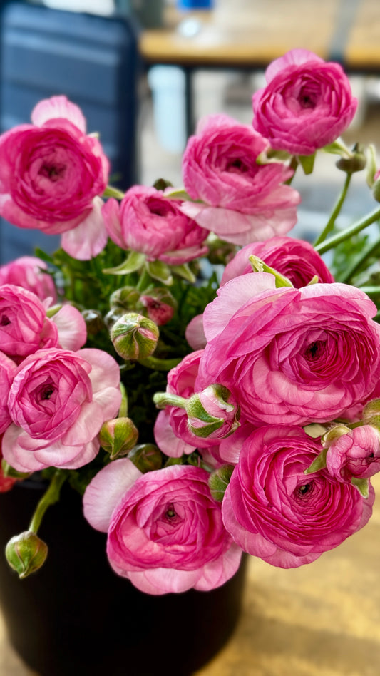 Ranunculus- Romance Pink (wk11)