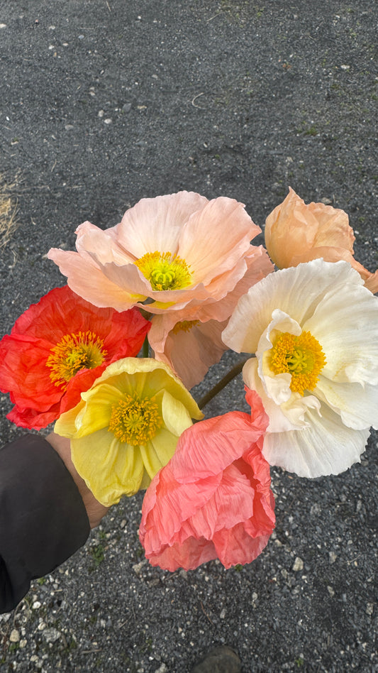 Italian Poppy-Pastel (wk11)