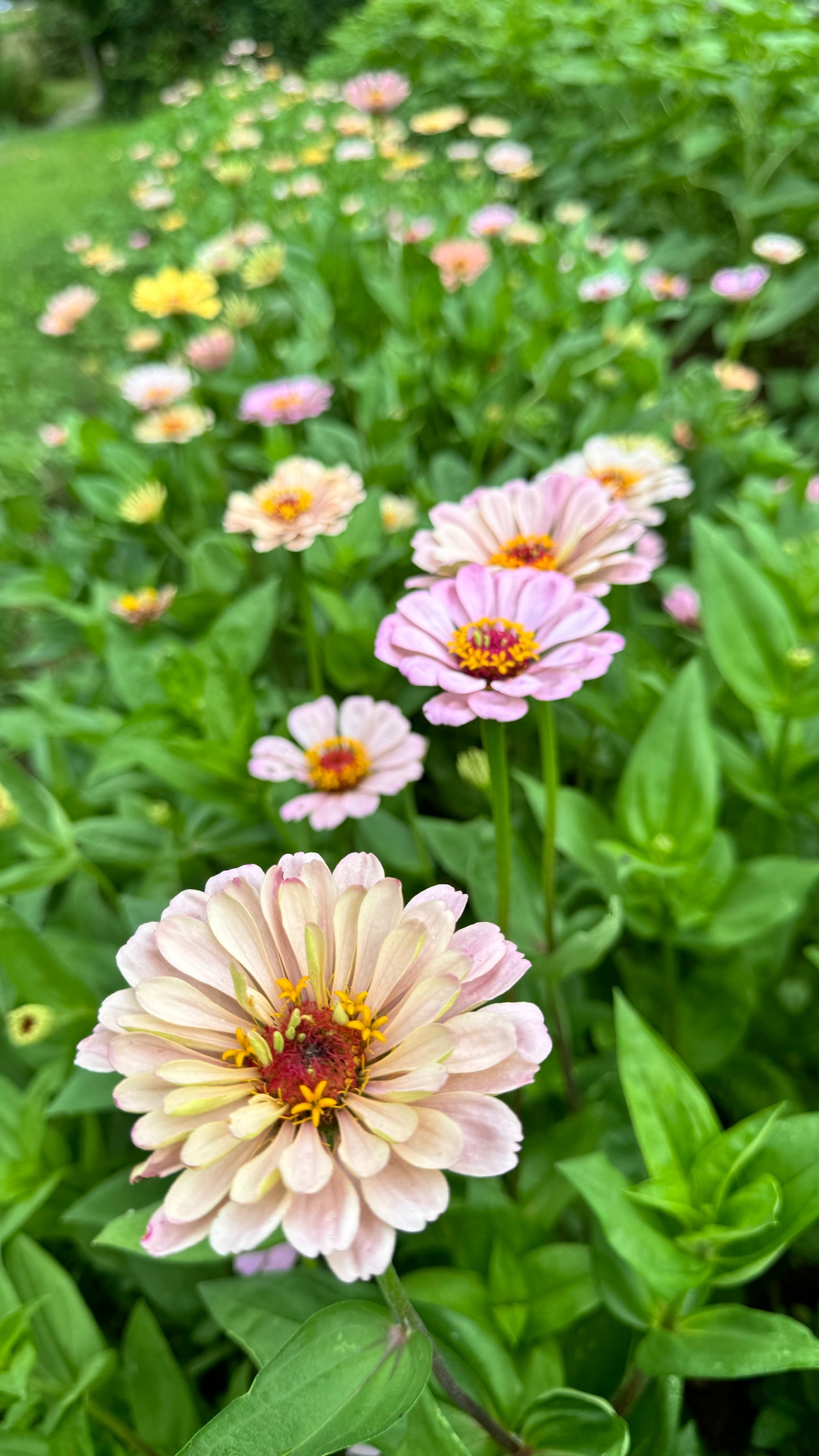 Zinnia- Ballerina (wk30)