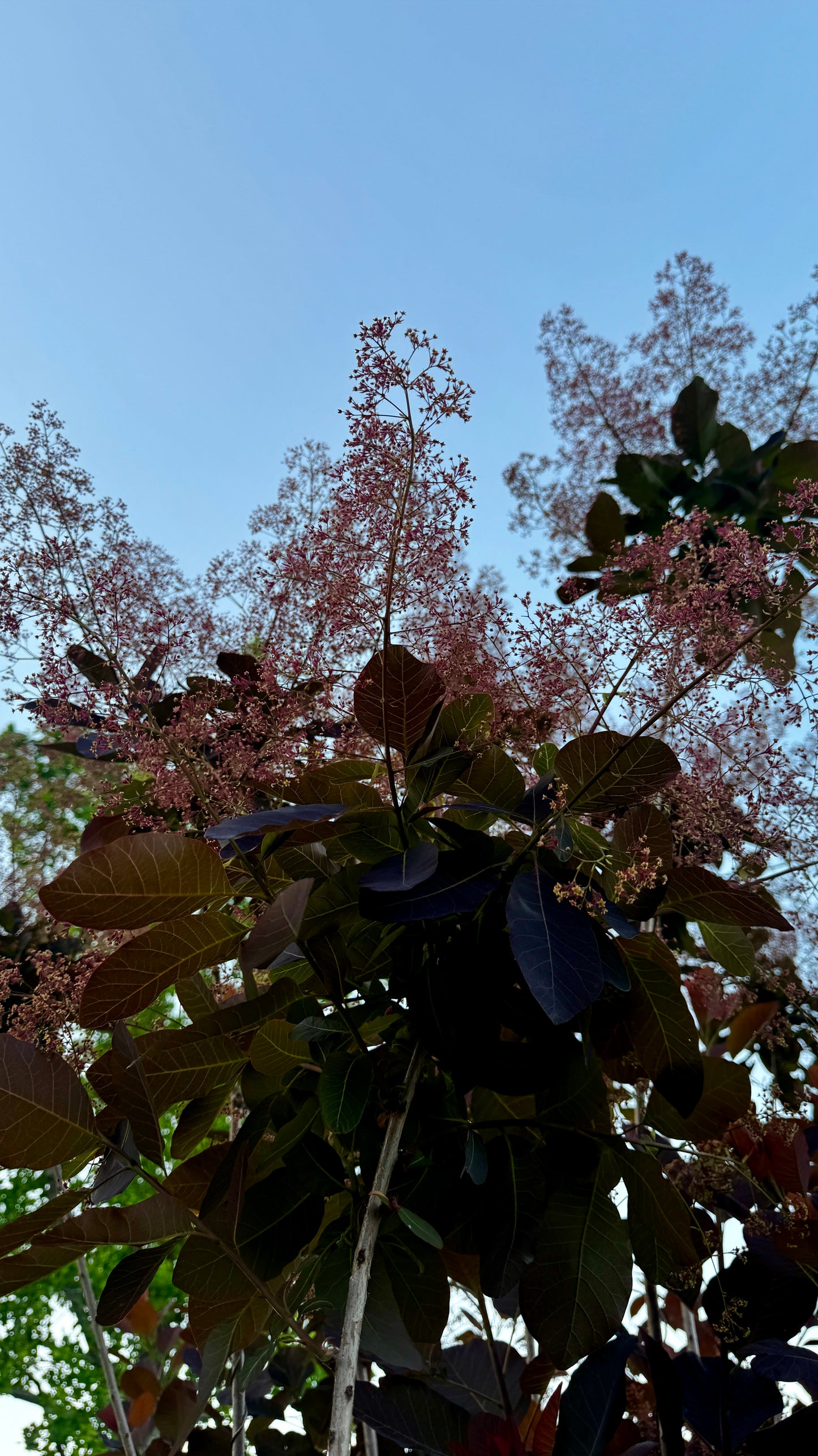 SmokeBush w/Plume (Local Only- No Shipping) 5 stems