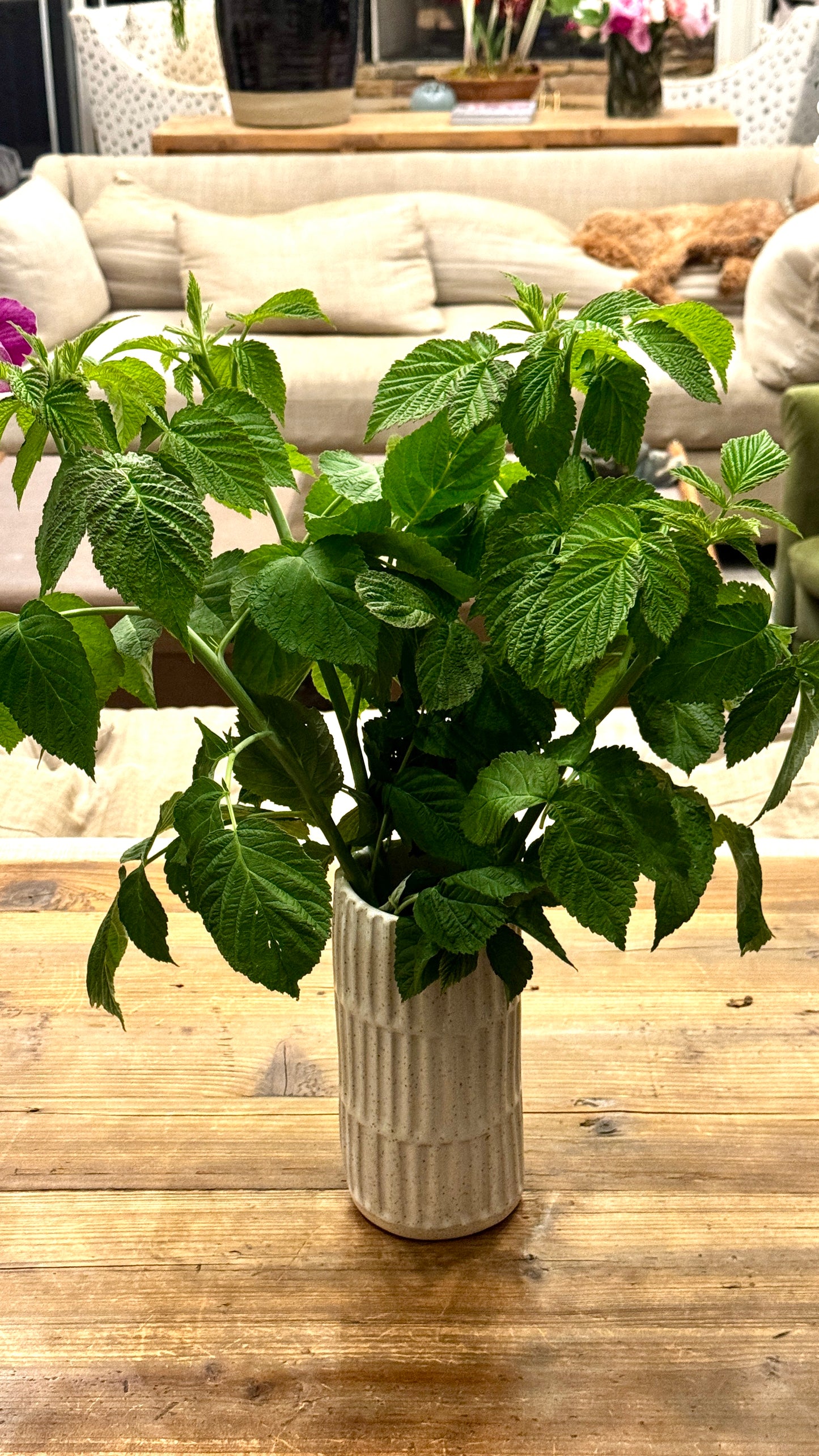 Raspberry Foliage (Local Only- No Shipping)