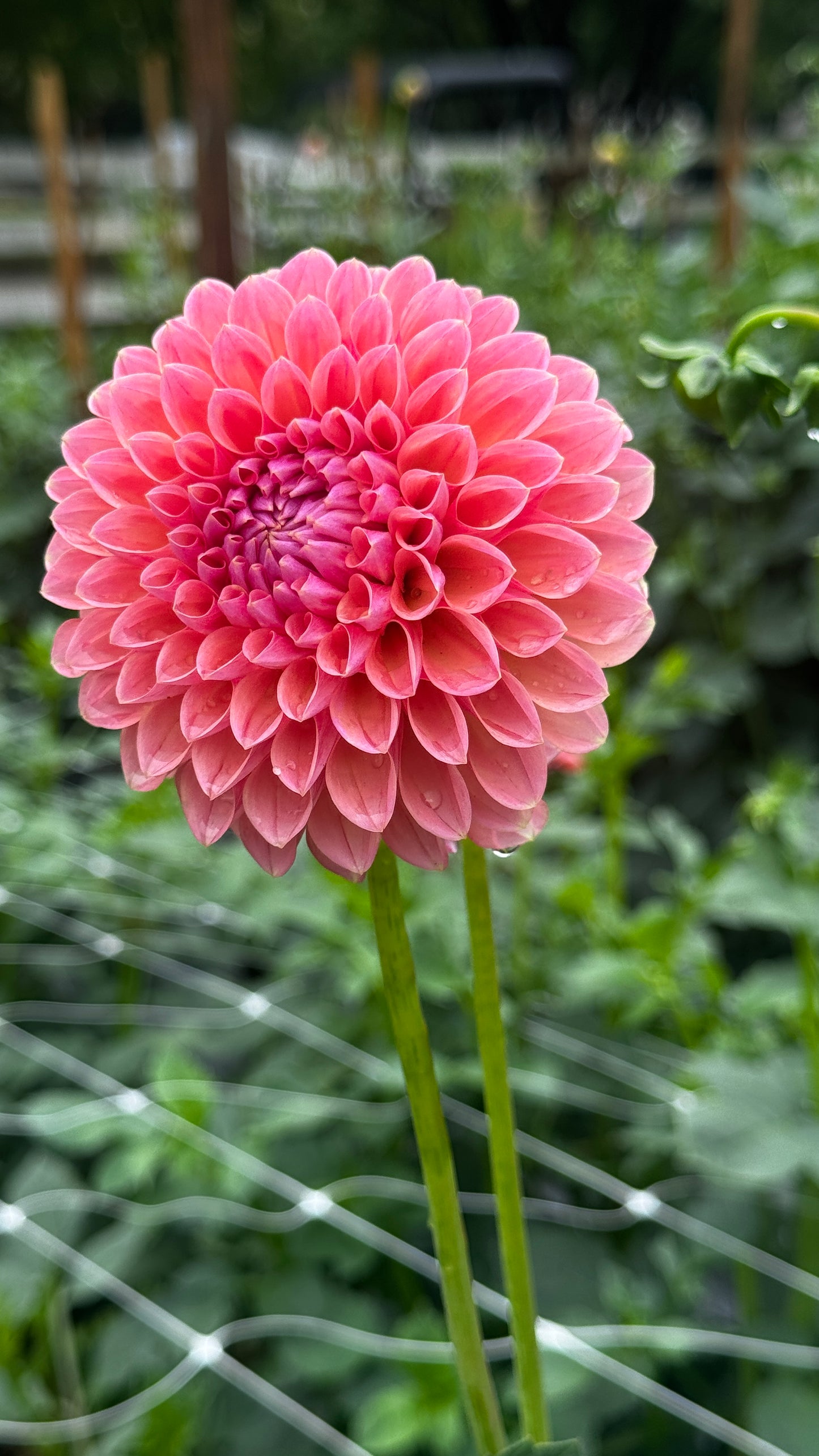 Dahlia- Linda’s Baby (wk32)