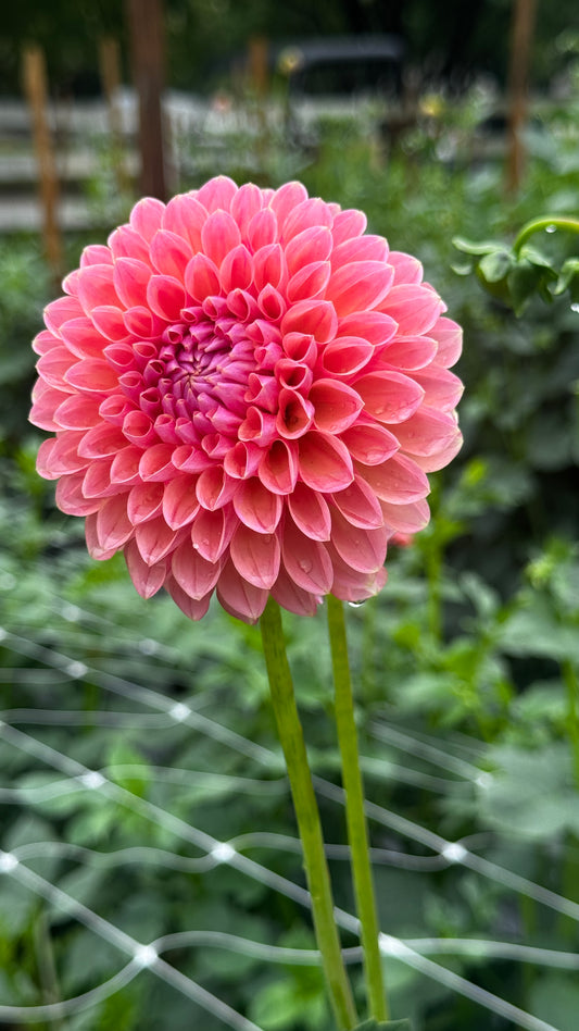 Dahlia- Linda’s Baby (wk25)