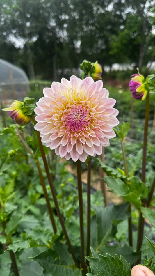 Dahlia- Coralie (wk25)