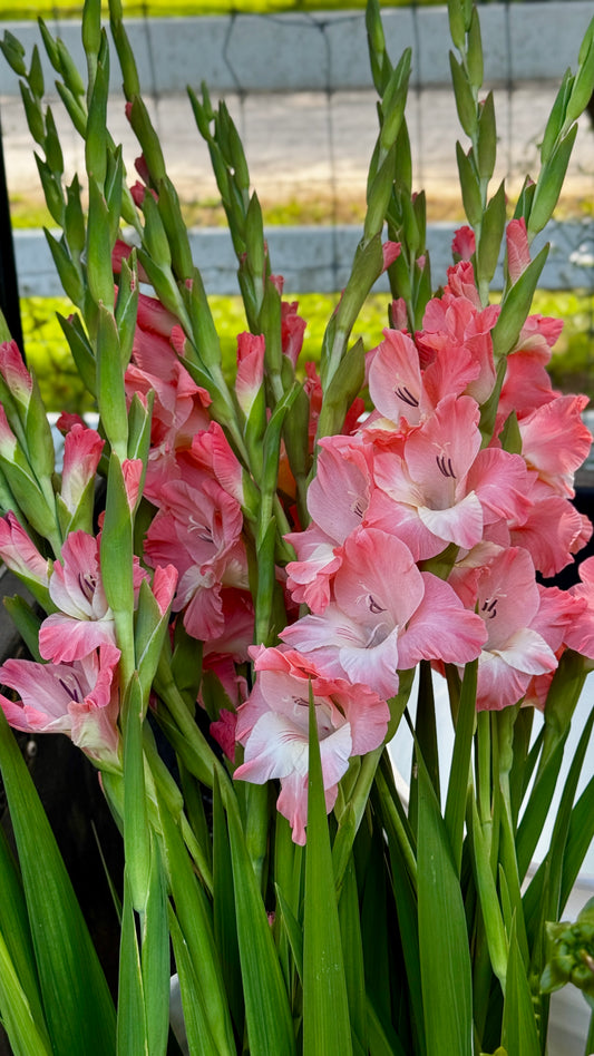 Gladiolus - Salmon
