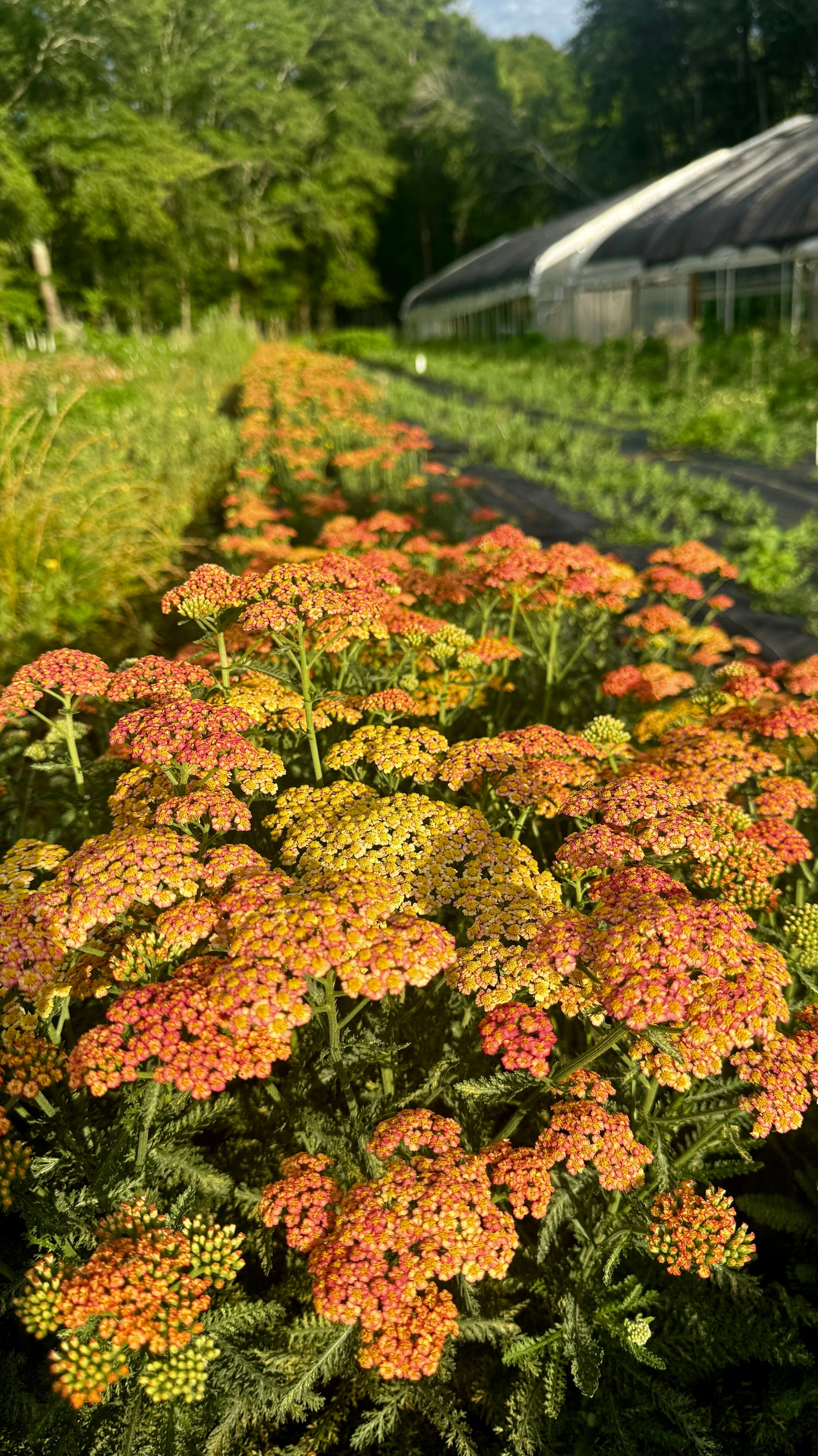 Yarrow- Peach (wk25)