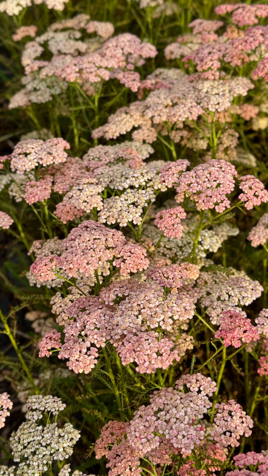 Yarrow-Apricot Delight (Blush)