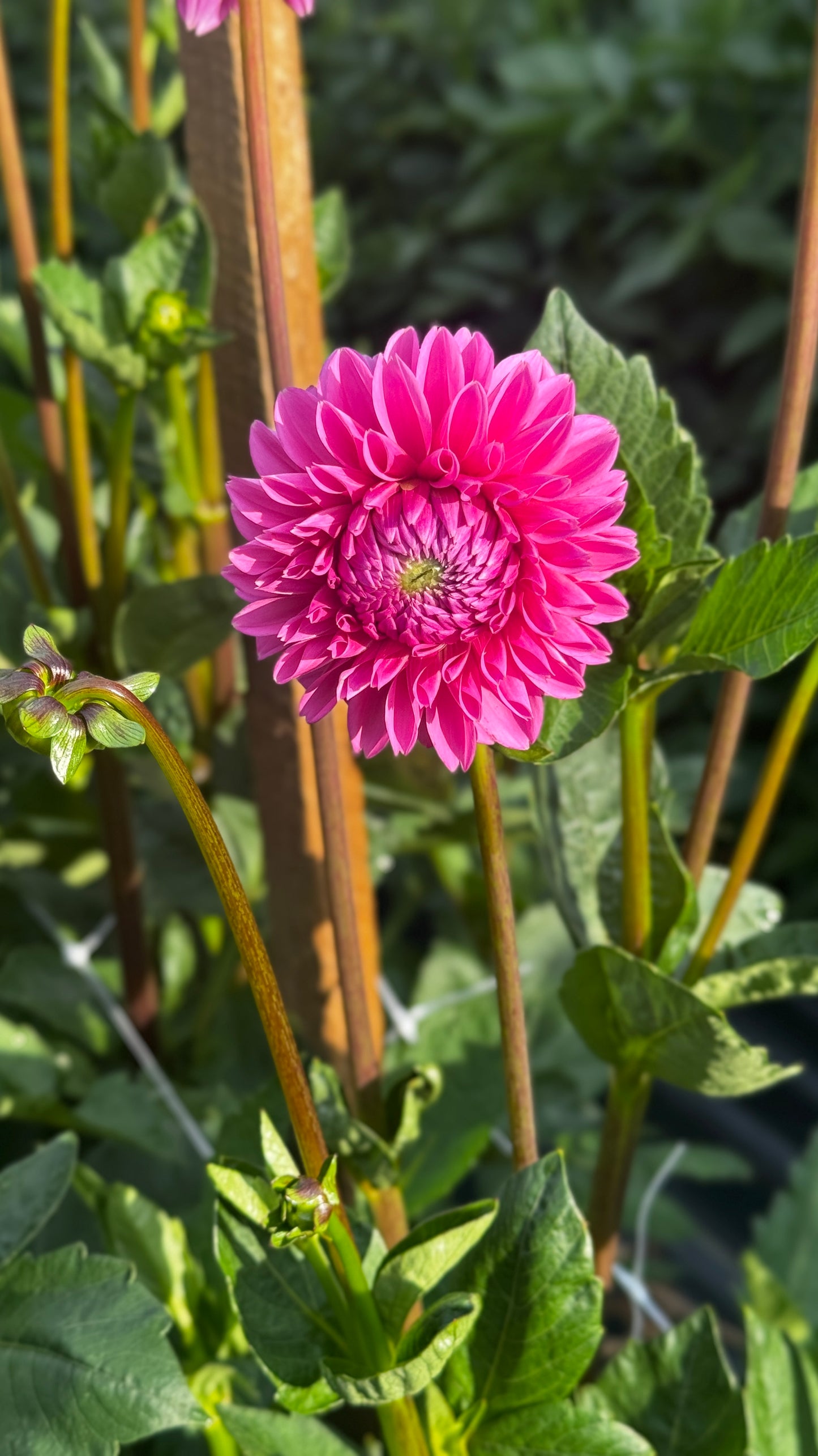 Dahlia- Pink