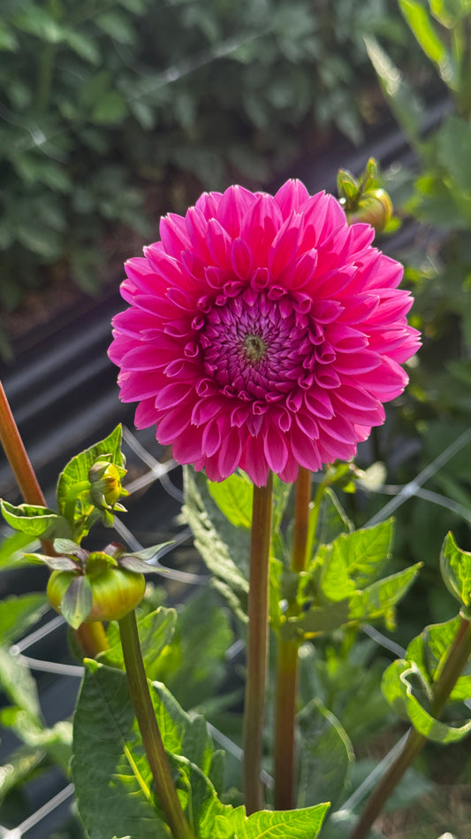 Dahlia- Pink