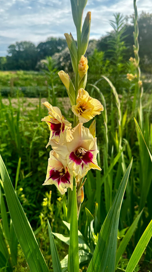 Gladiolus - Ivory/Pink