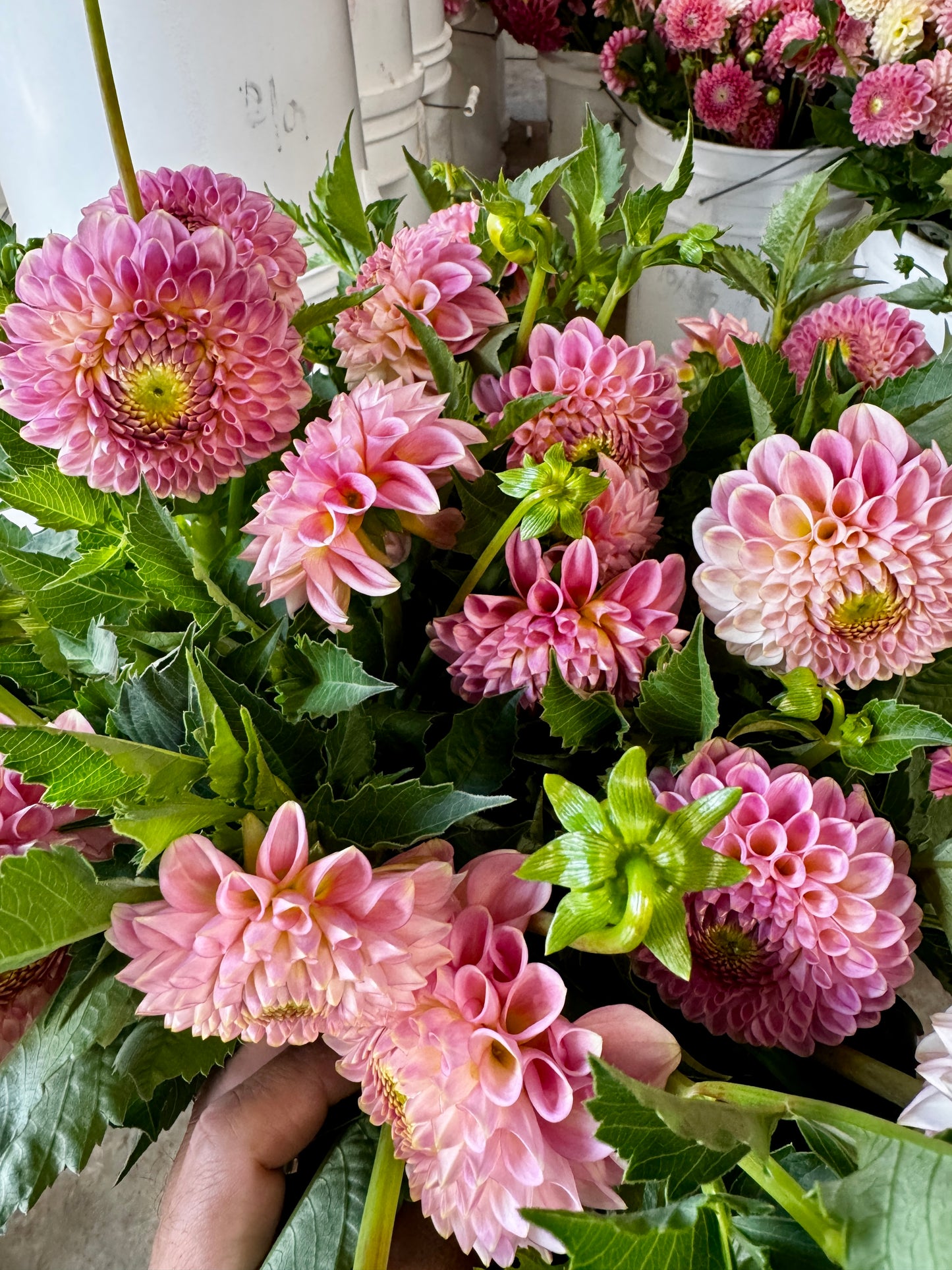 Dahlia- Soft Pink- (wk29)