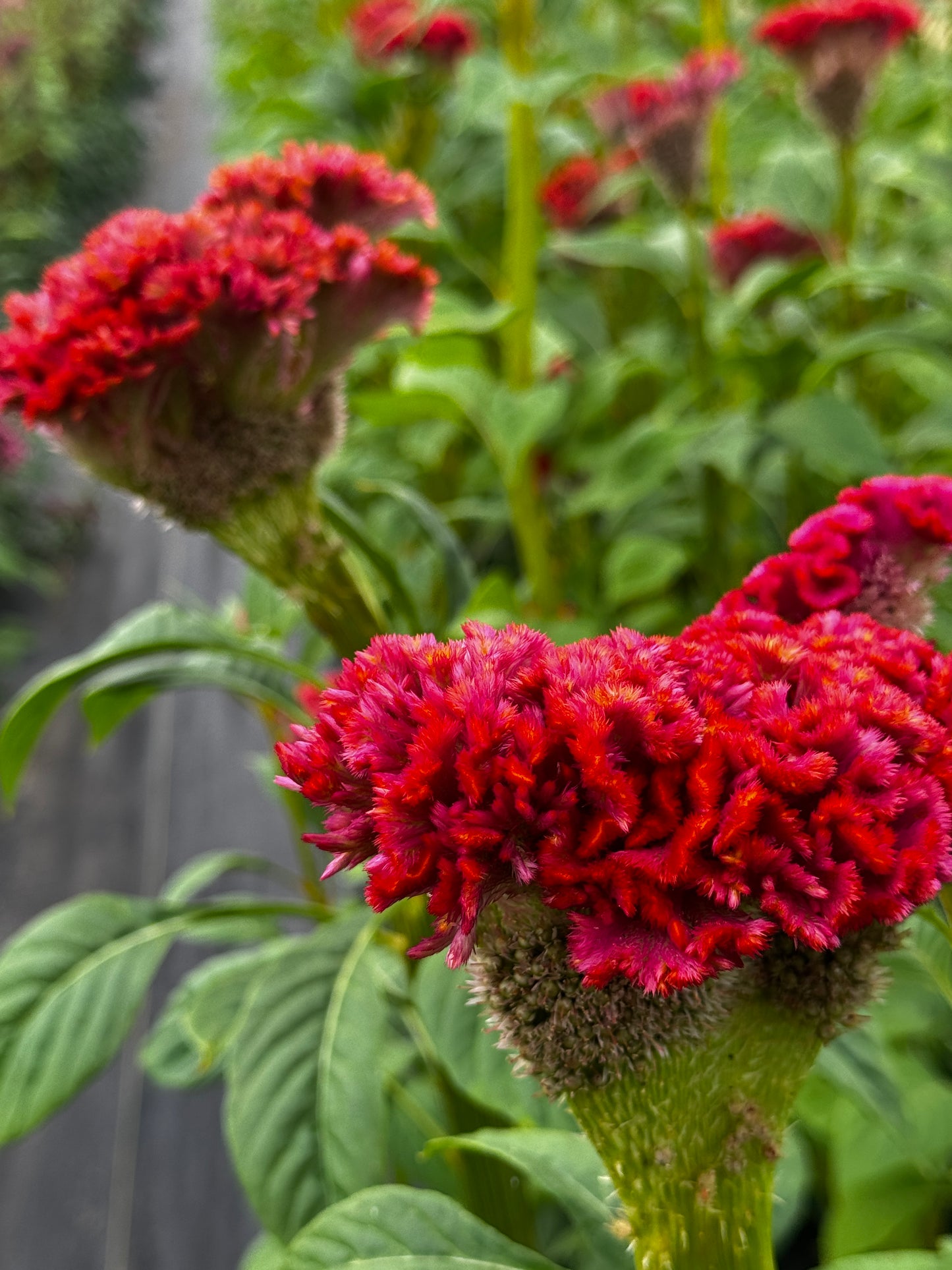 Celosia- Neo Orange/Pink