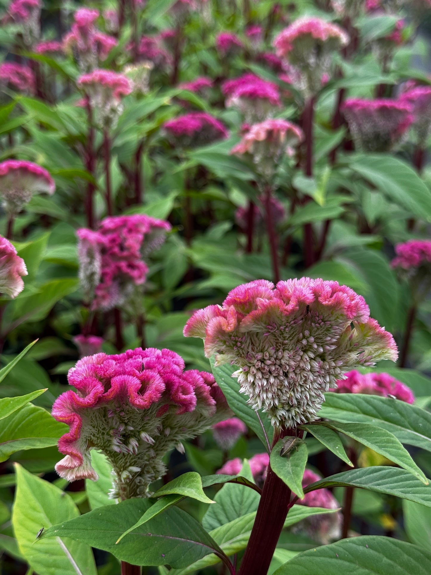 Celosia- Neo Pink