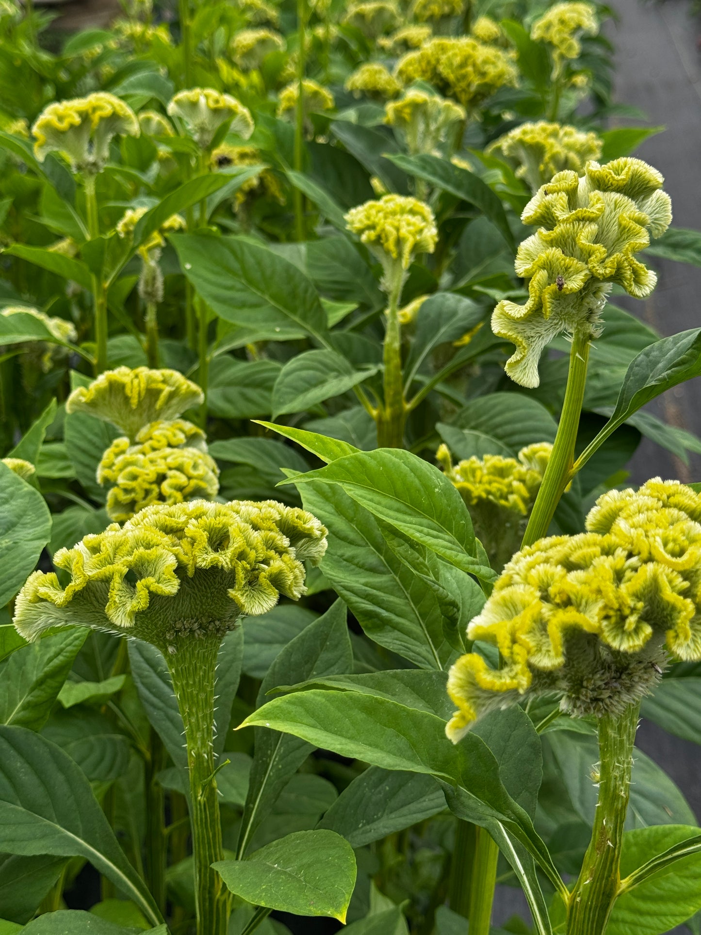 Celosia- Neo Green