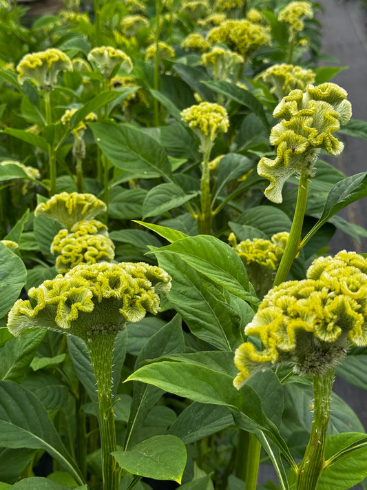 Celosia- Neo Green