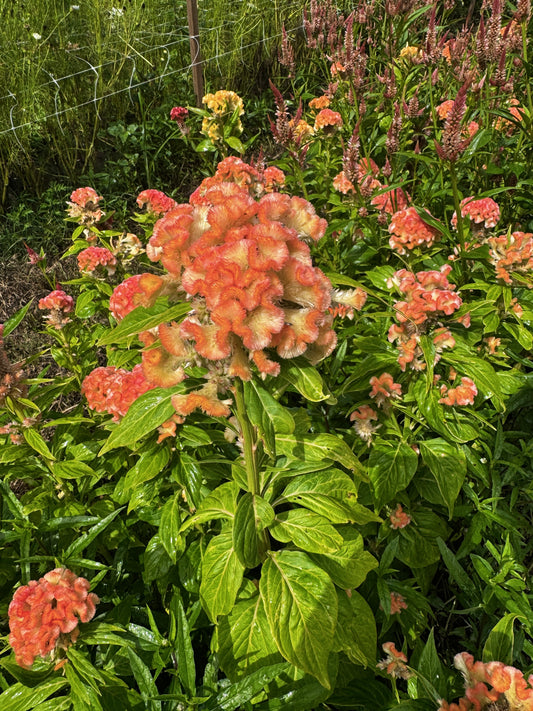 Celosia- Cockscomb Peach
