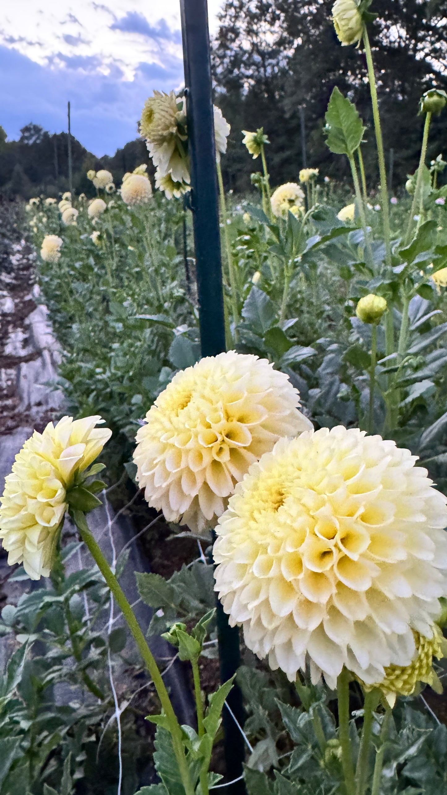 Dahlia- MoonGlow (wk33)
